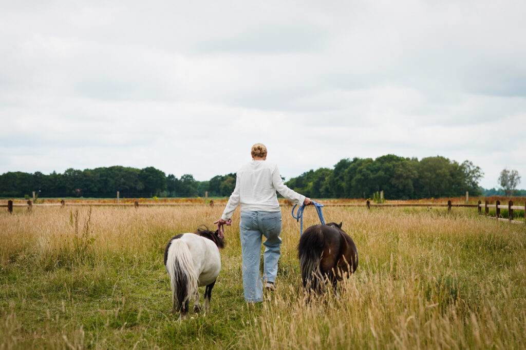 Actueel nieuws over paardencoaching in Drenthe bij Stable Insights