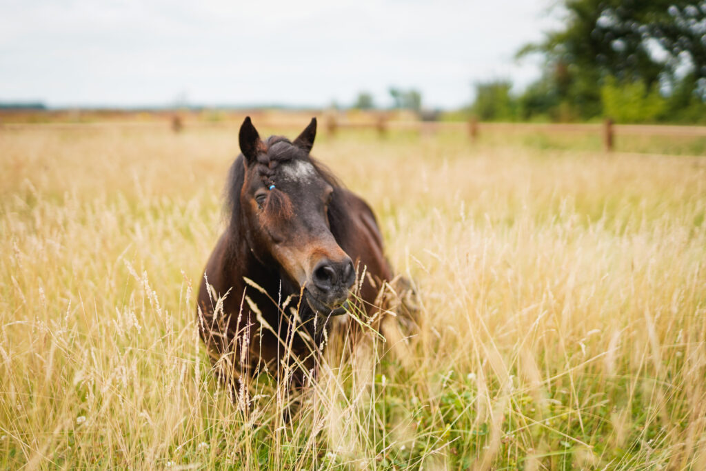 Shetlander van Stable Insights tijdens paardencoaching in Drenthe. Lees ervaringen.
