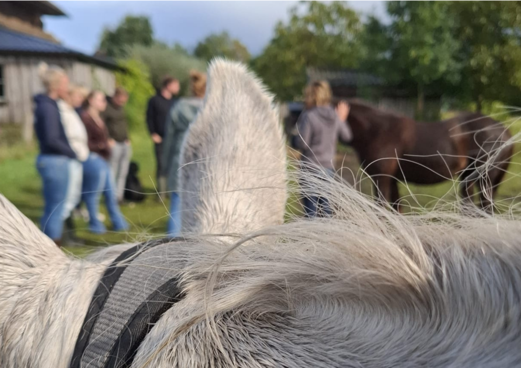 Teamtraining met paarden in Drenthe tijdens een coachsessie in de natuur.